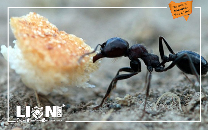 Karınca İlaçlama Nedir?