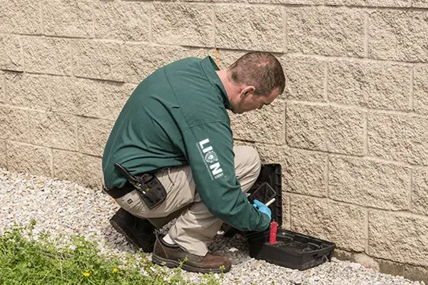 Kemirgen Fare İlaçlama