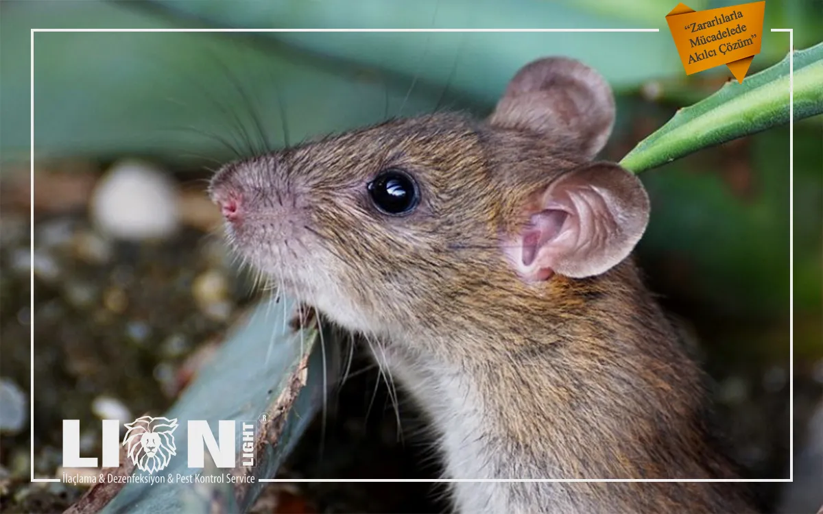 Kemirgen Mücadelesi